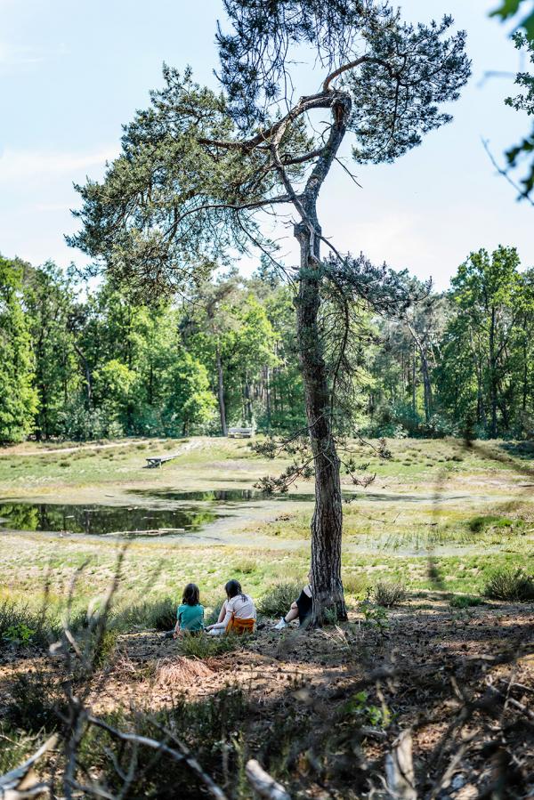 Bomen in onderaanzicht